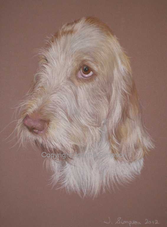 Italian Spinone pet portrait by Joanne Simpson